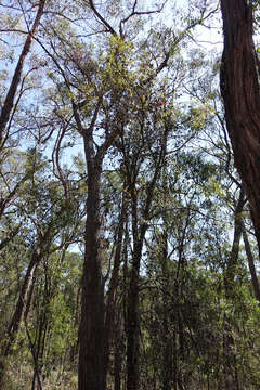 Image of Hakea eriantha R. Br.