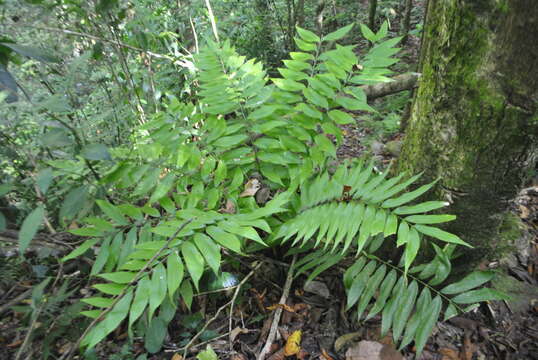 Image of Zamia onan-reyesii C. Nelson & Sandoval