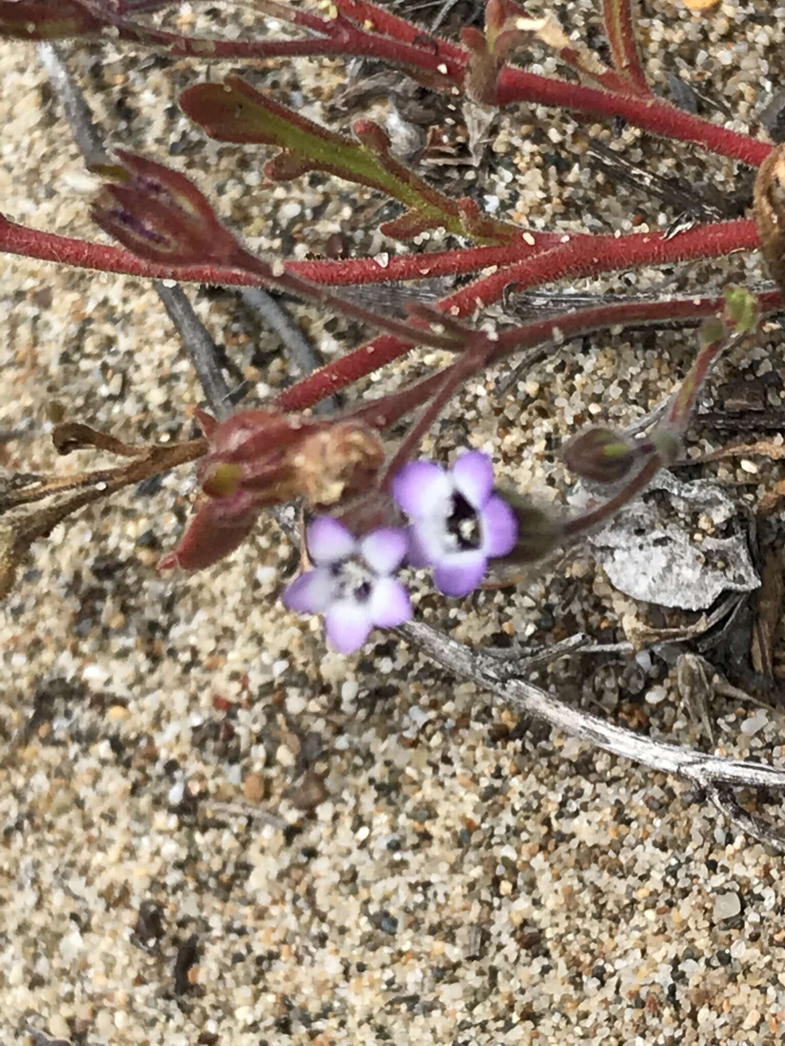 Image of manyleaf gilia