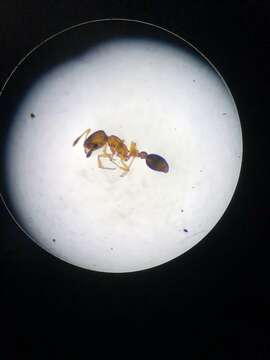 Image of Ant