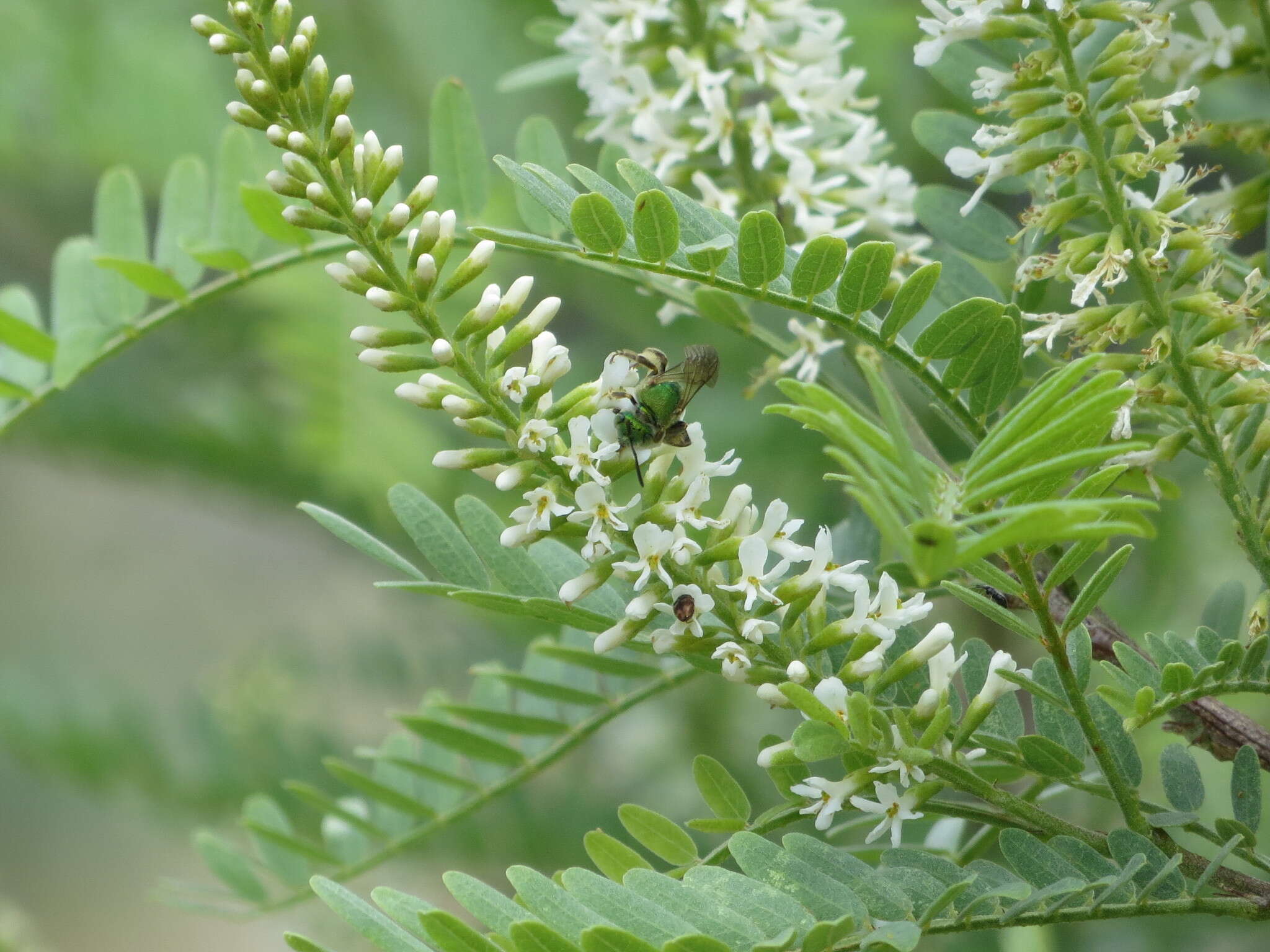 Agapostemon obliquus (Provancher 1888)的圖片