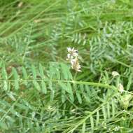 Imagem de Vicia pulchella Kunth