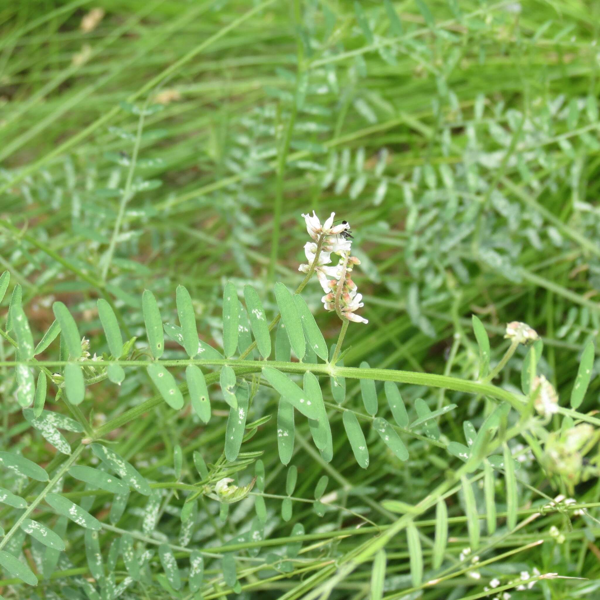 Imagem de Vicia pulchella Kunth