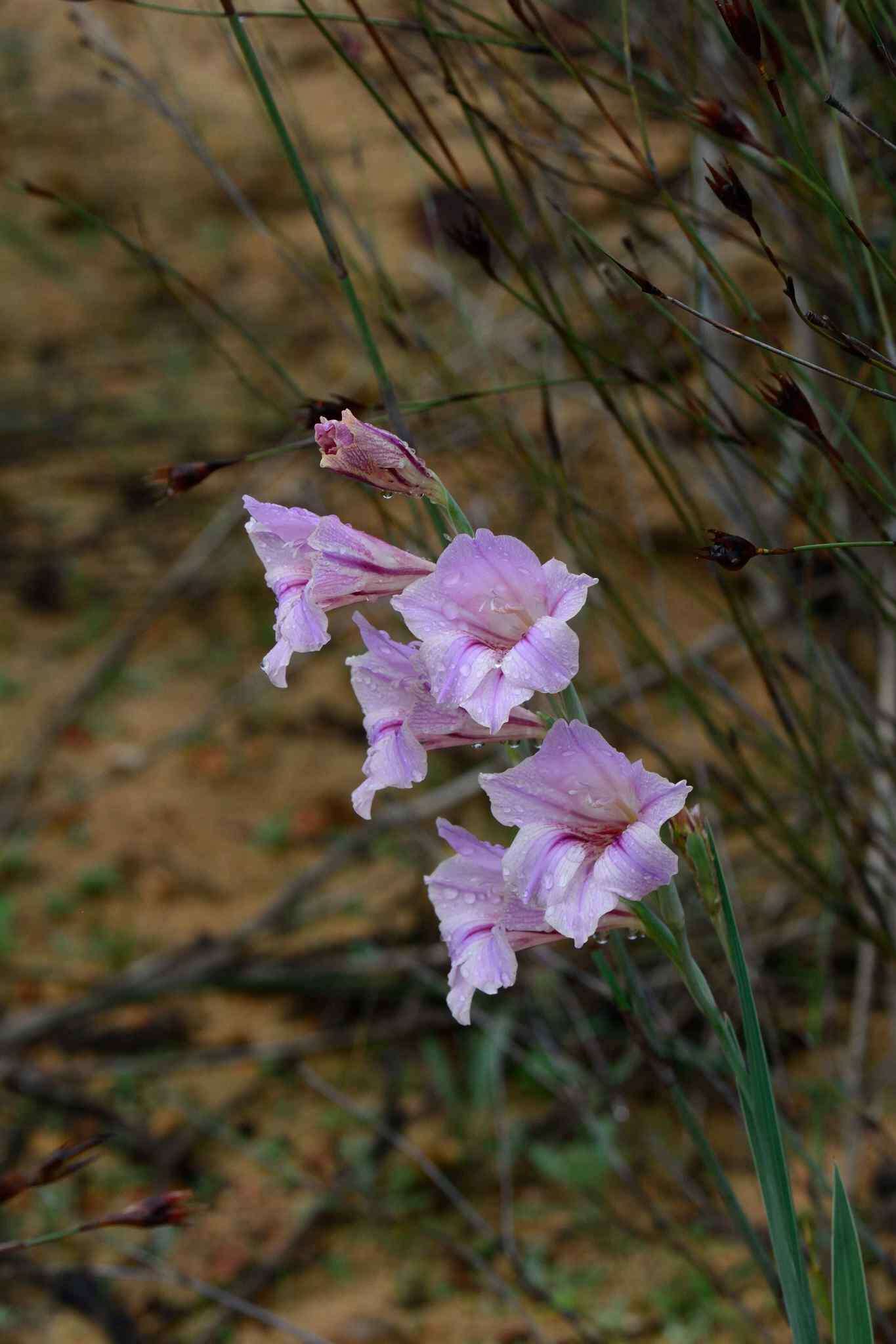 Imagem de Gladiolus caryophyllaceus (Burm. fil.) Poir.