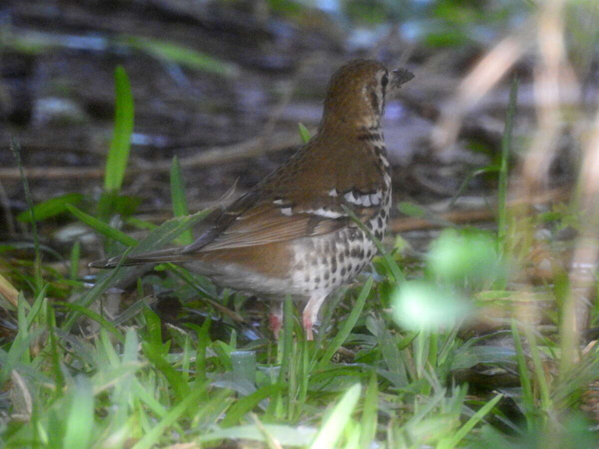 Image of Spotted Ground Thrush