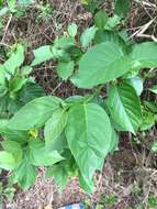 Image of Ehretia resinosa Hance