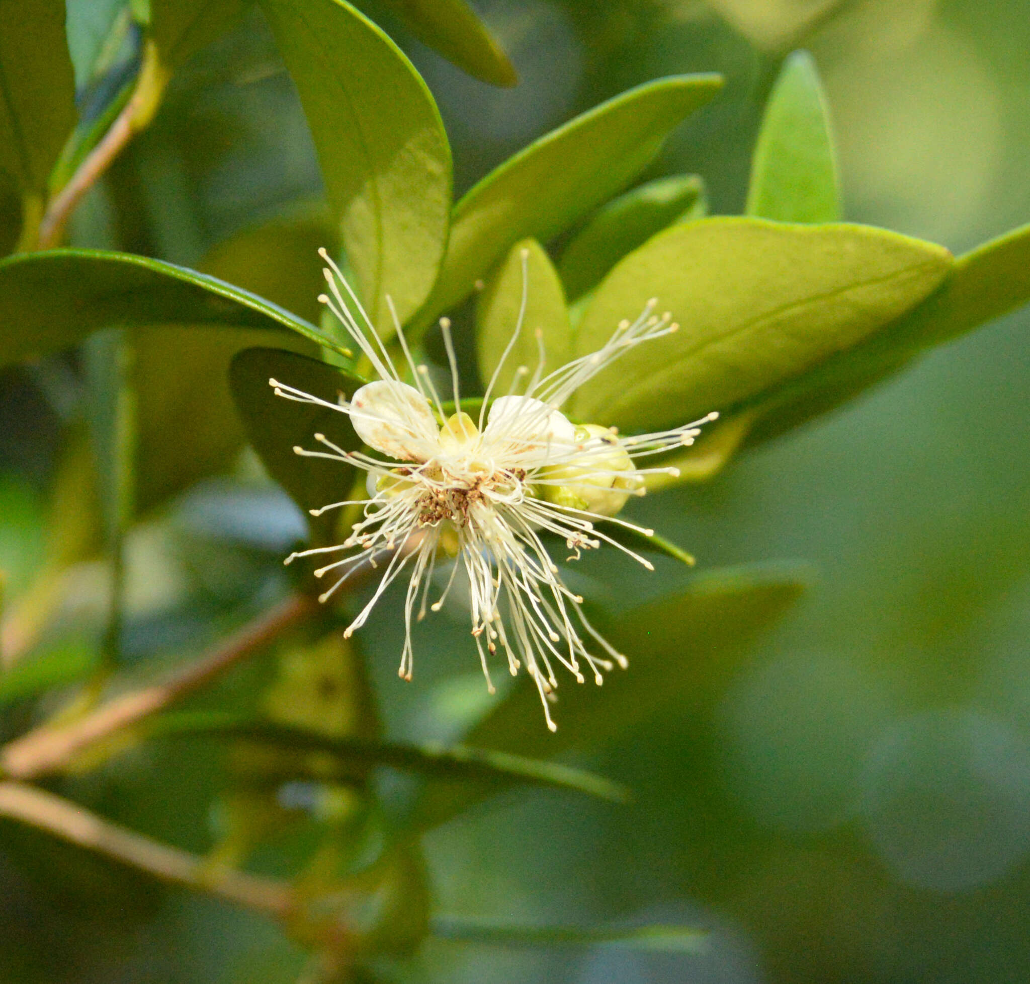 Imagem de Myrceugenia chrysocarpa (Berg) Kausel