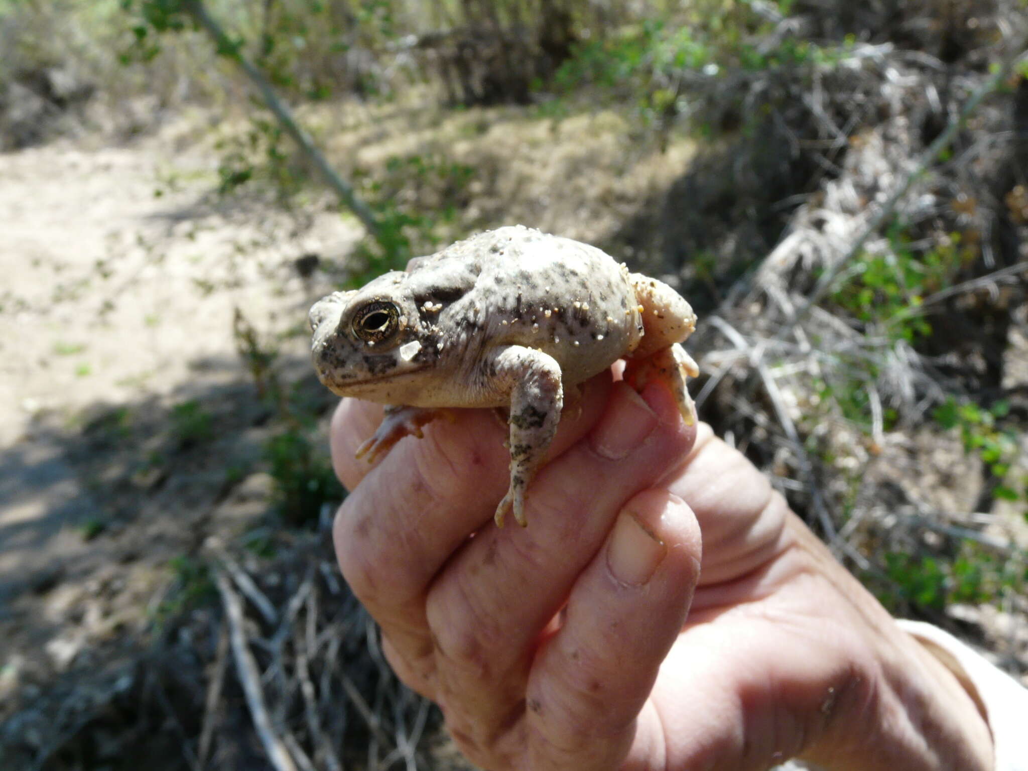 Image of southwestern toad