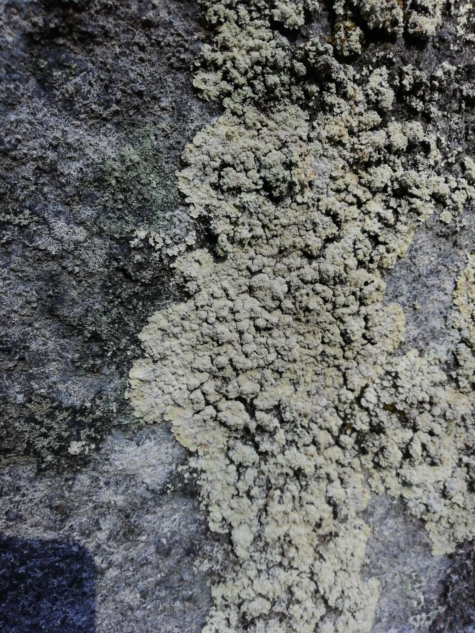 Image of leproloma lichen