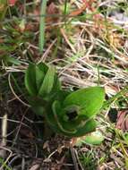 Image of Bunchberry