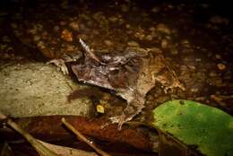 Image of Proceratophrys mantiqueira Mângia, Santana, Cruz & Feio 2014