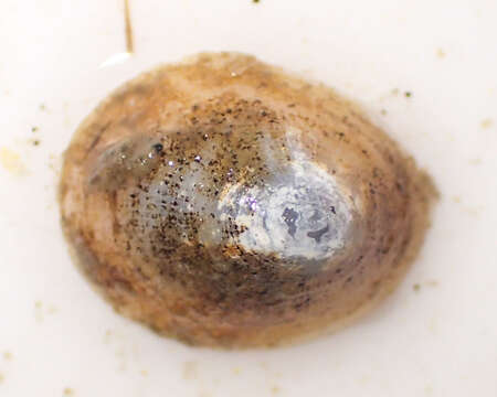 Image of northern blind limpet