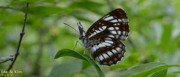 Image of Neptis pryeri Butler 1871