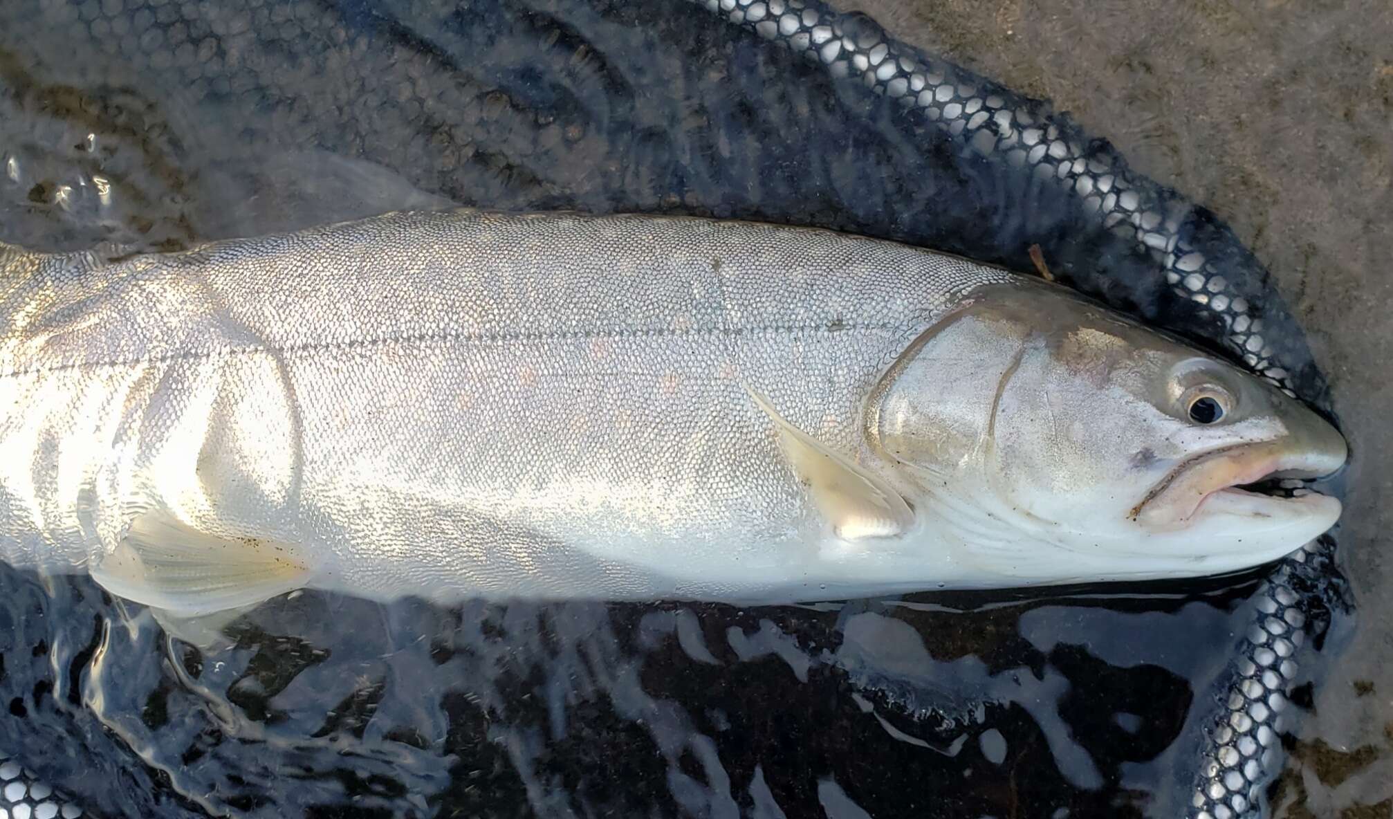 Image of Bull Trout