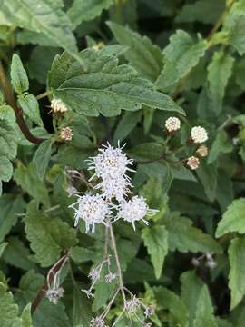 Ageratina glechonophylla (Less.) R. King & H. Rob. resmi