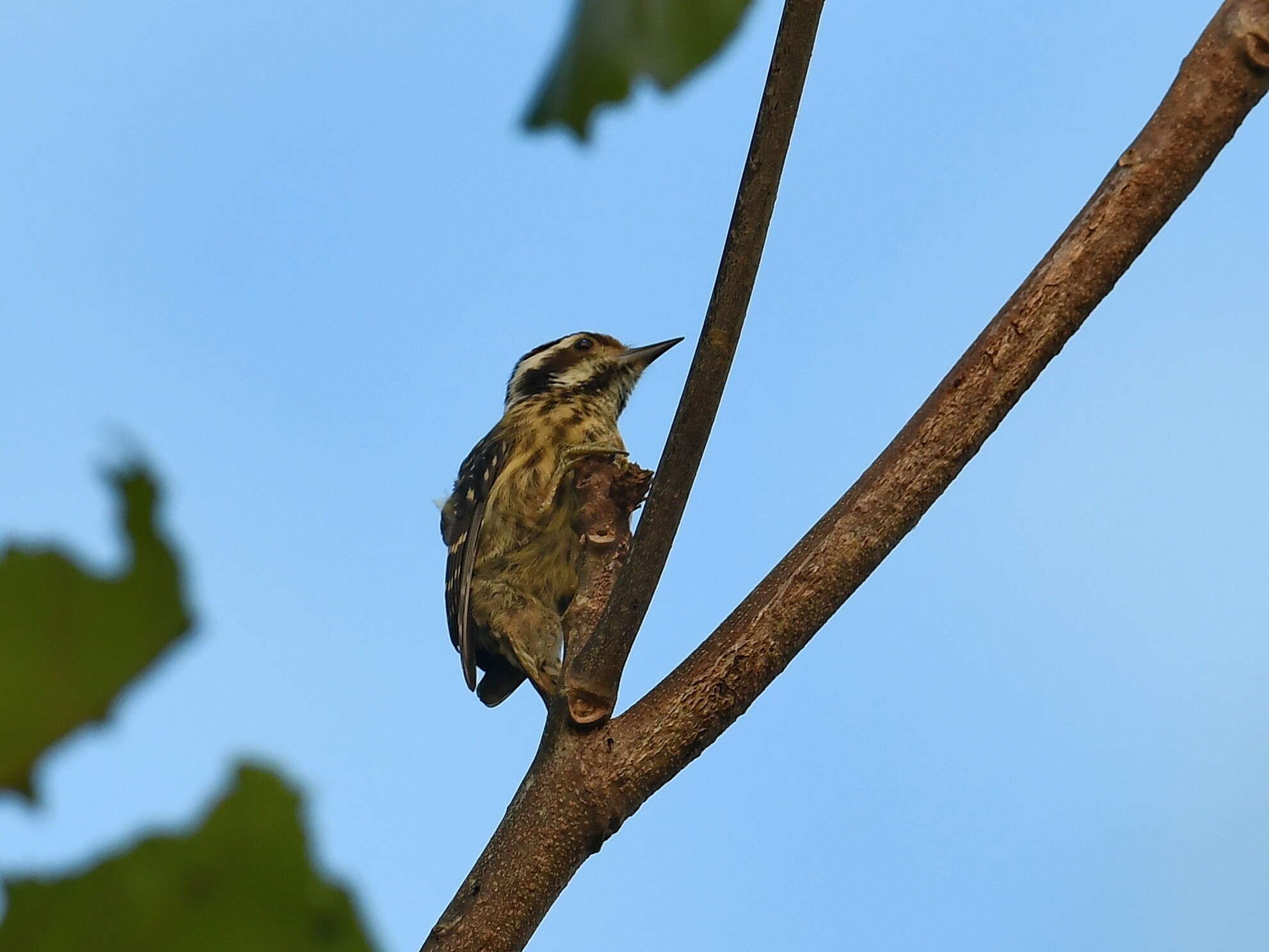 Image of Philippine Pygmy Woodpecker