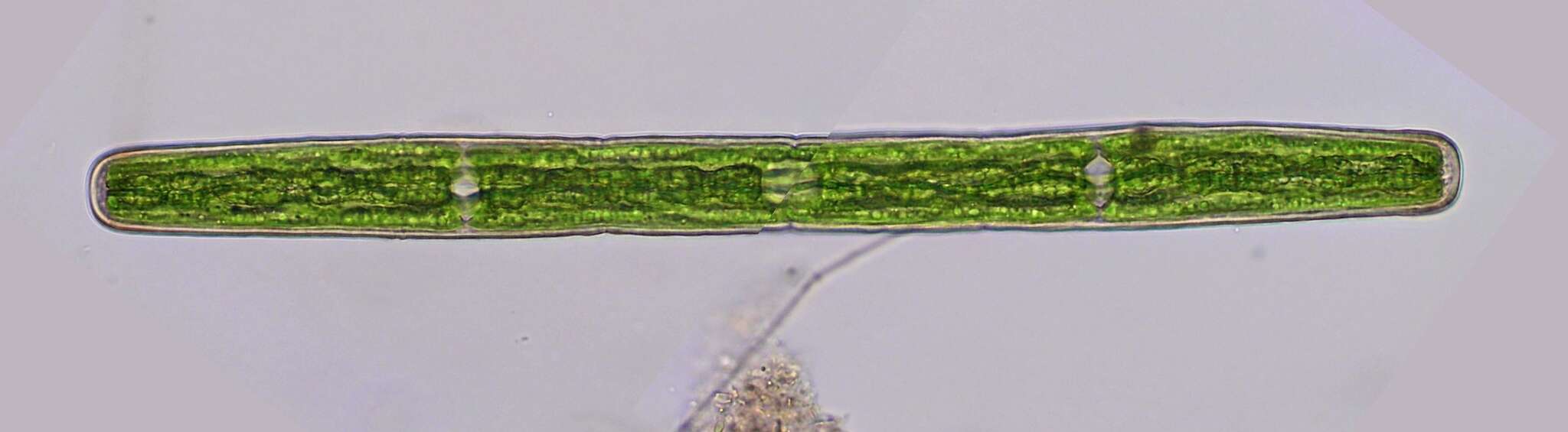 Image de Penium spirostriolatum