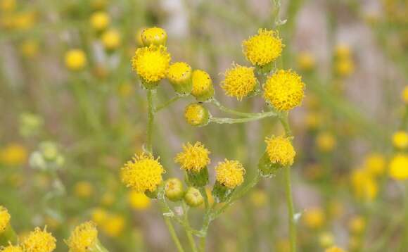 Image of Senecio angustifolius (Thunb.) Willd.