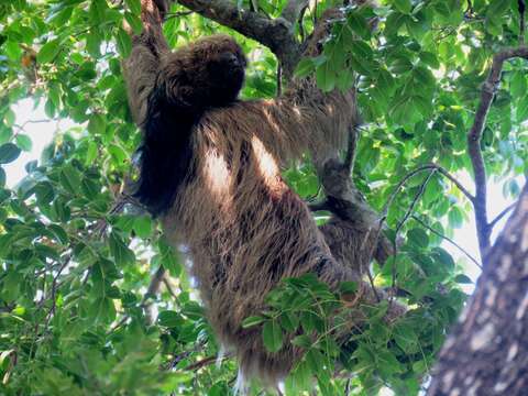 Image of Maned sloth