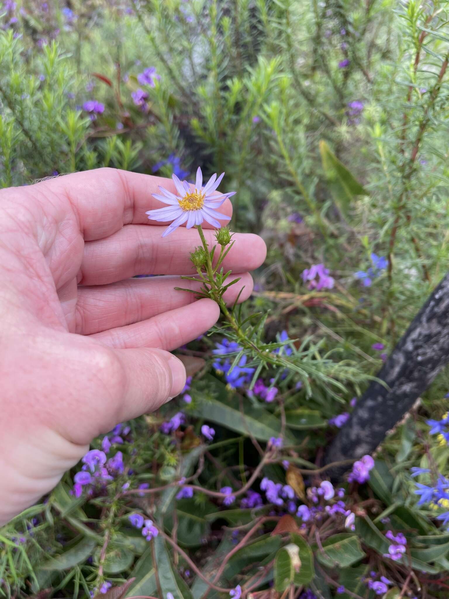 Olearia tenuifolia (DC.) Benth. resmi