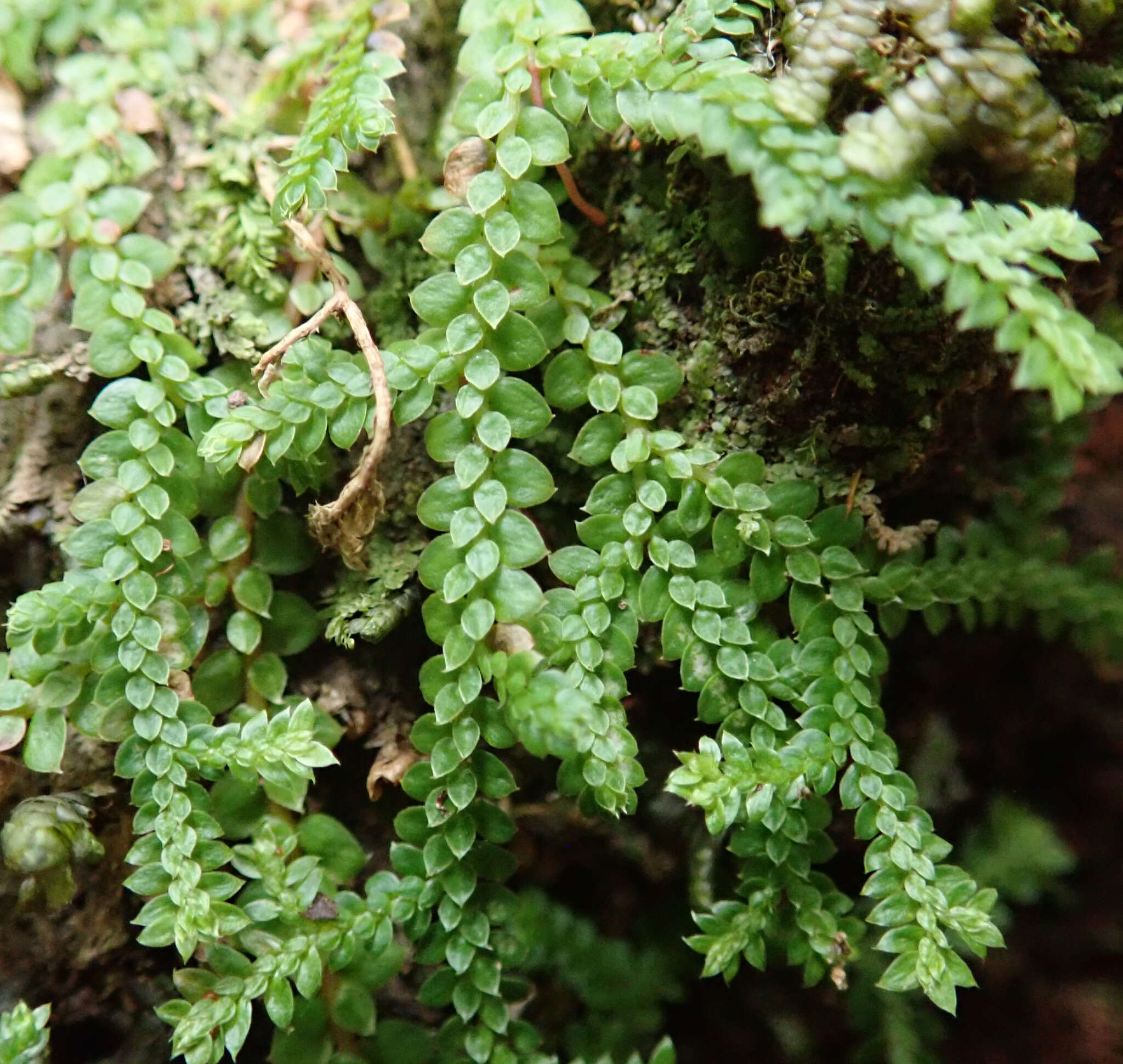 Imagem de Selaginella denticulata (L.) Spring