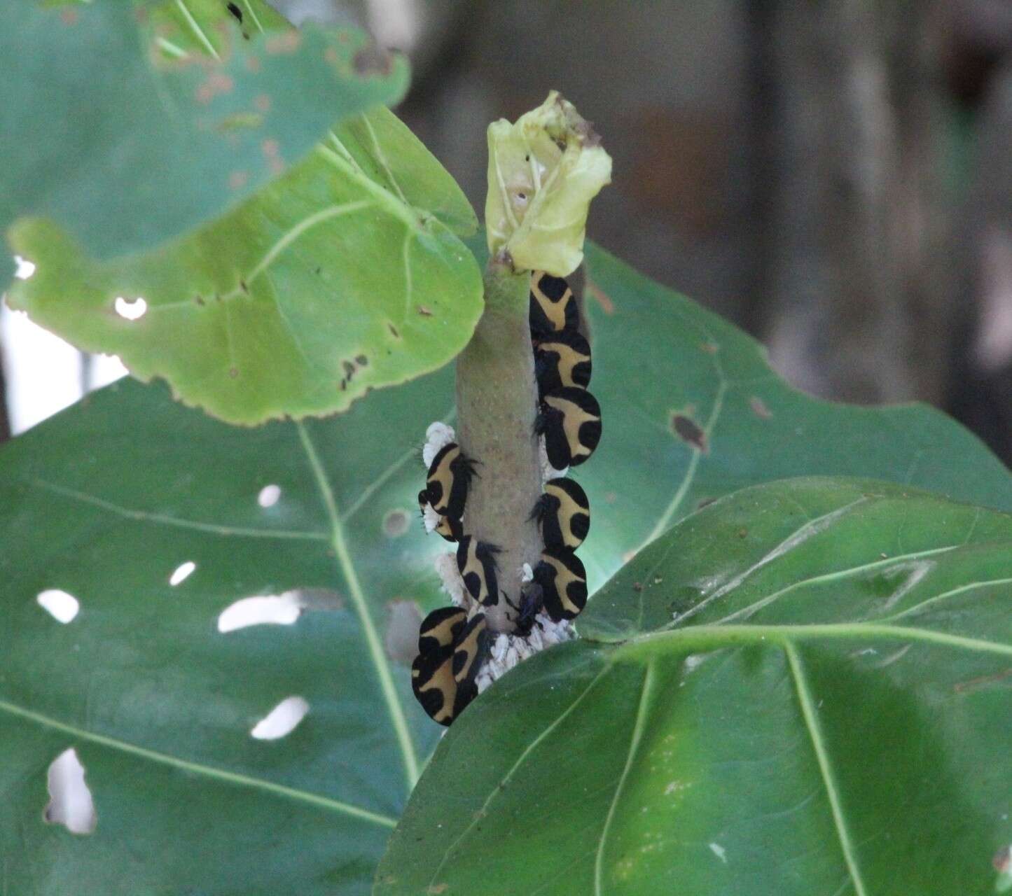 Image of Membracis trimaculata Fairmaire