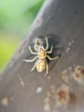 Phintella castriesiana (Grube 1861) resmi