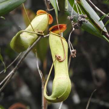 Слика од Nepenthes distillatoria L.