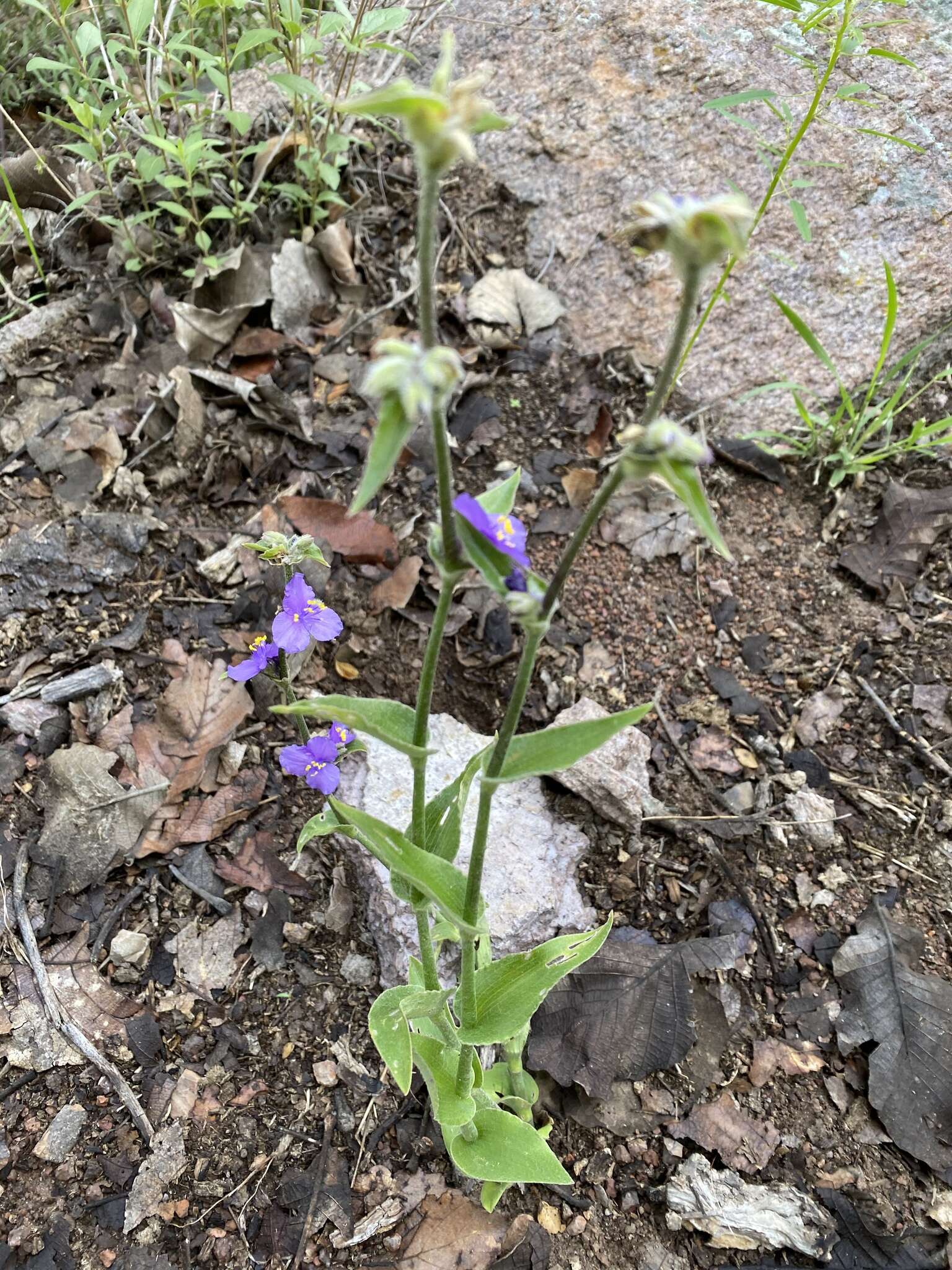 Image of leatherleaf spiderwort