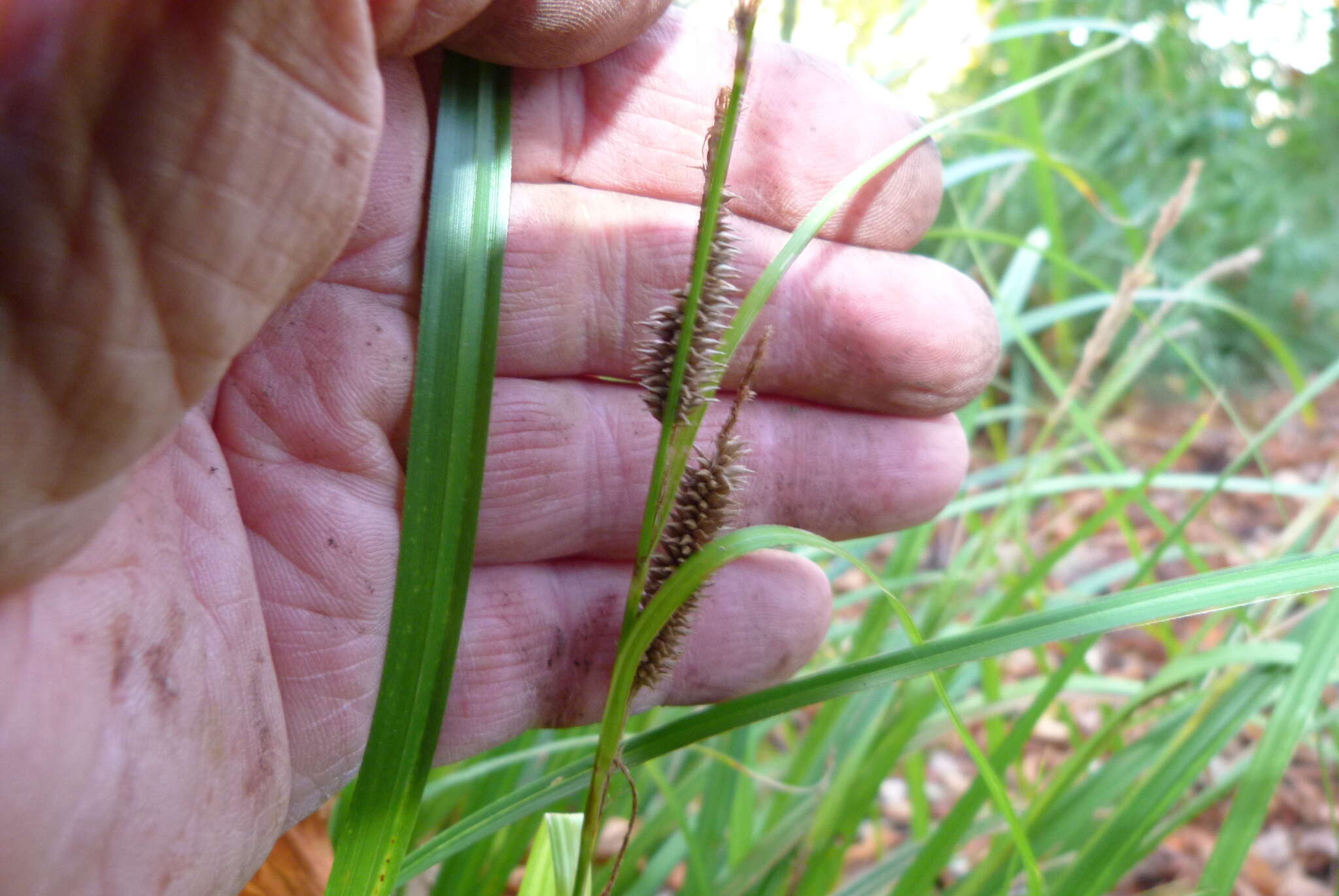 Image of <i>Carex cockayneana</i>