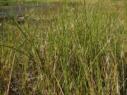 Image of Torrey's bulrush