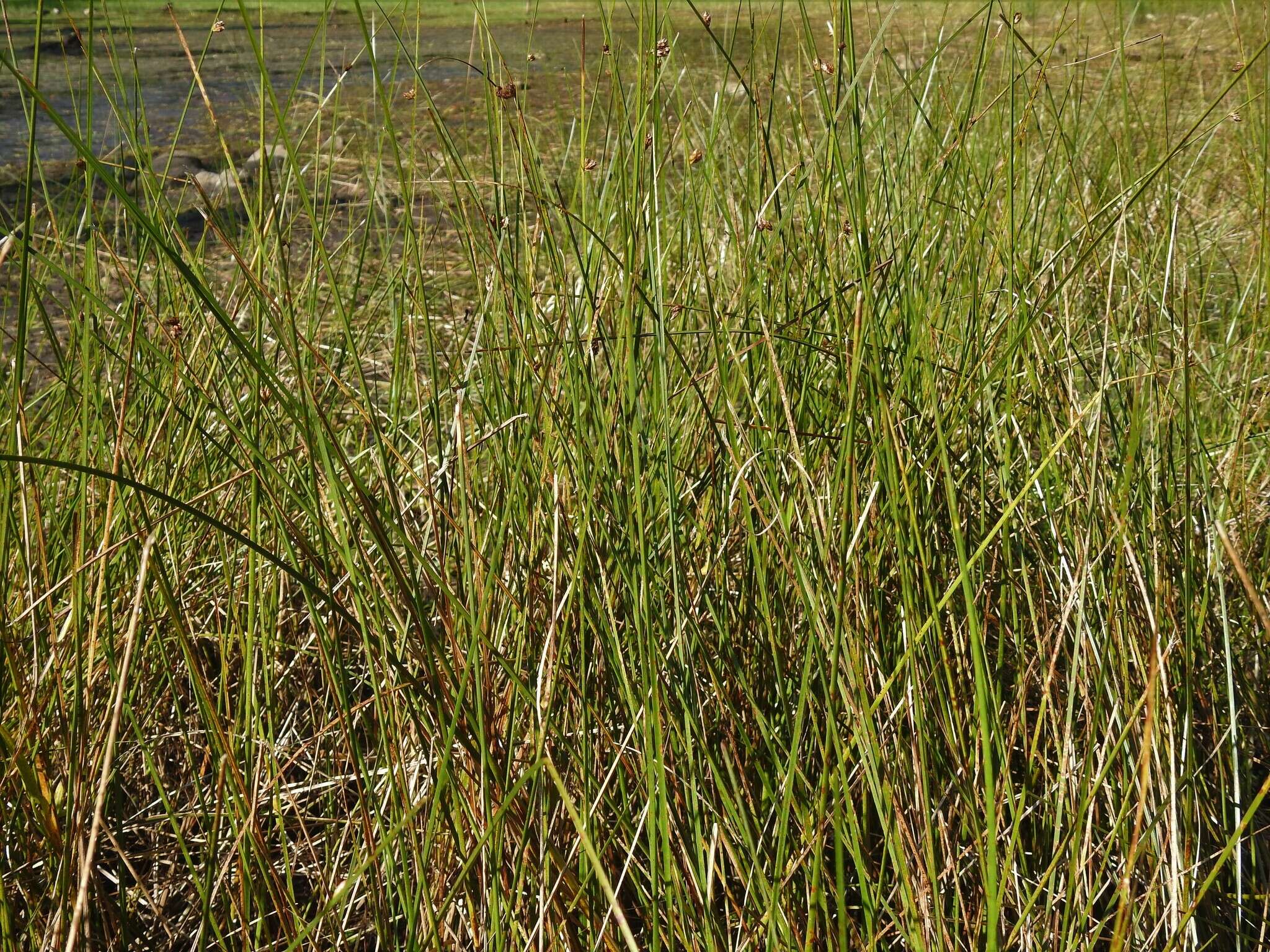 Image of Torrey's bulrush