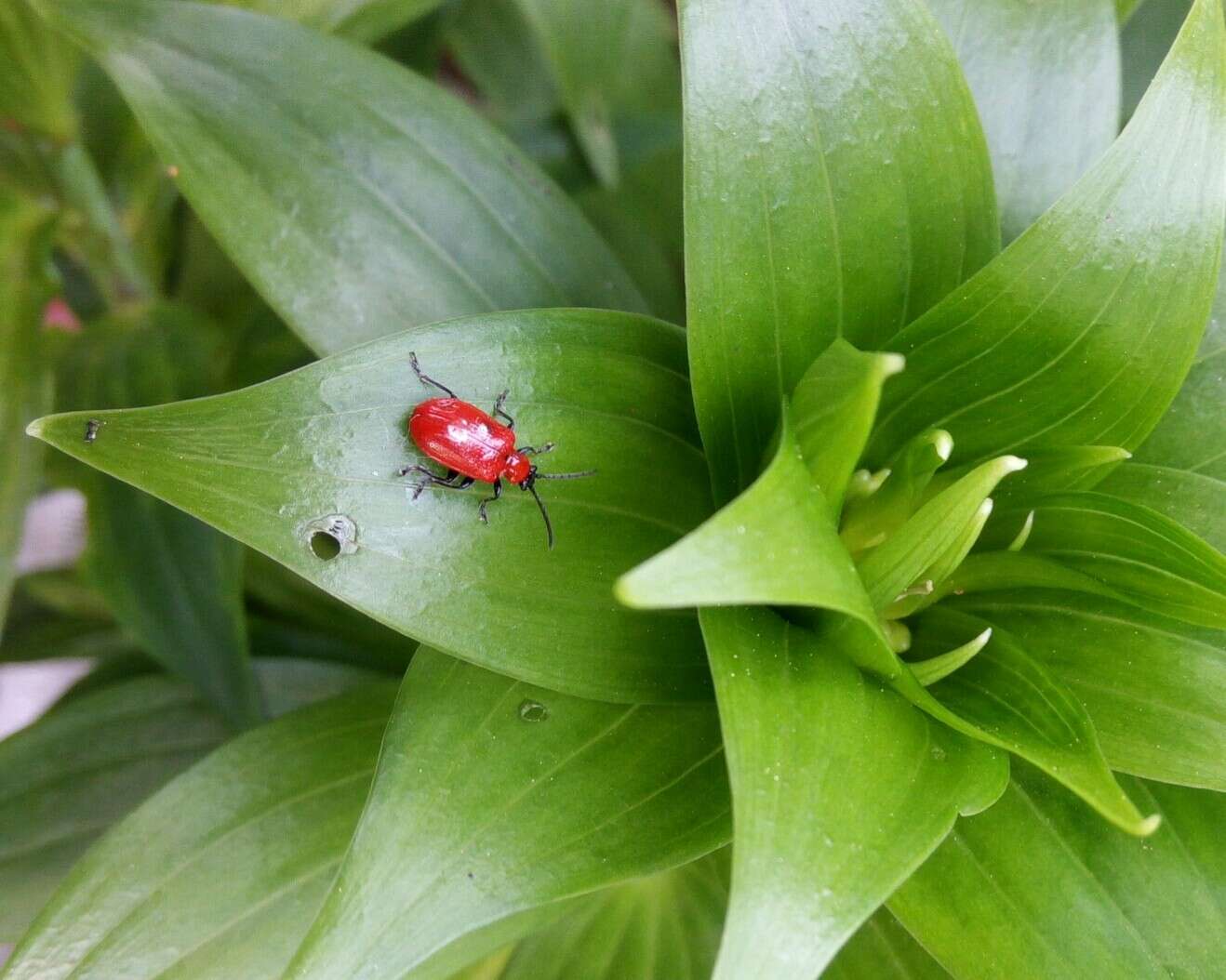 Image of Scarlet lily beetle