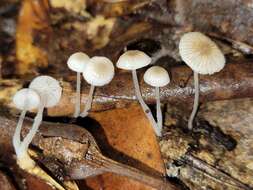 Image of Mycena odorifera (Peck) Sacc. 1887