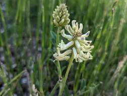 Astragalus canadensis var. brevidens (Gandog.) Barneby的圖片