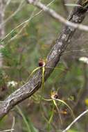 Image of Scott River spider orchid