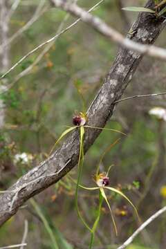 Image of Scott River spider orchid