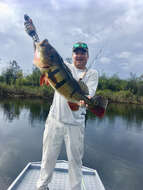 Image of Speckled peacock bass