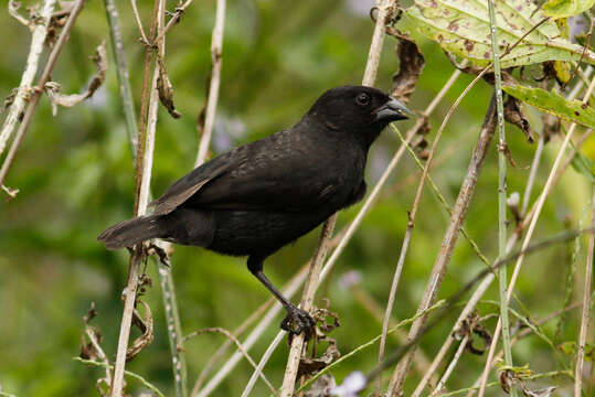 Image of Small Ground Finch