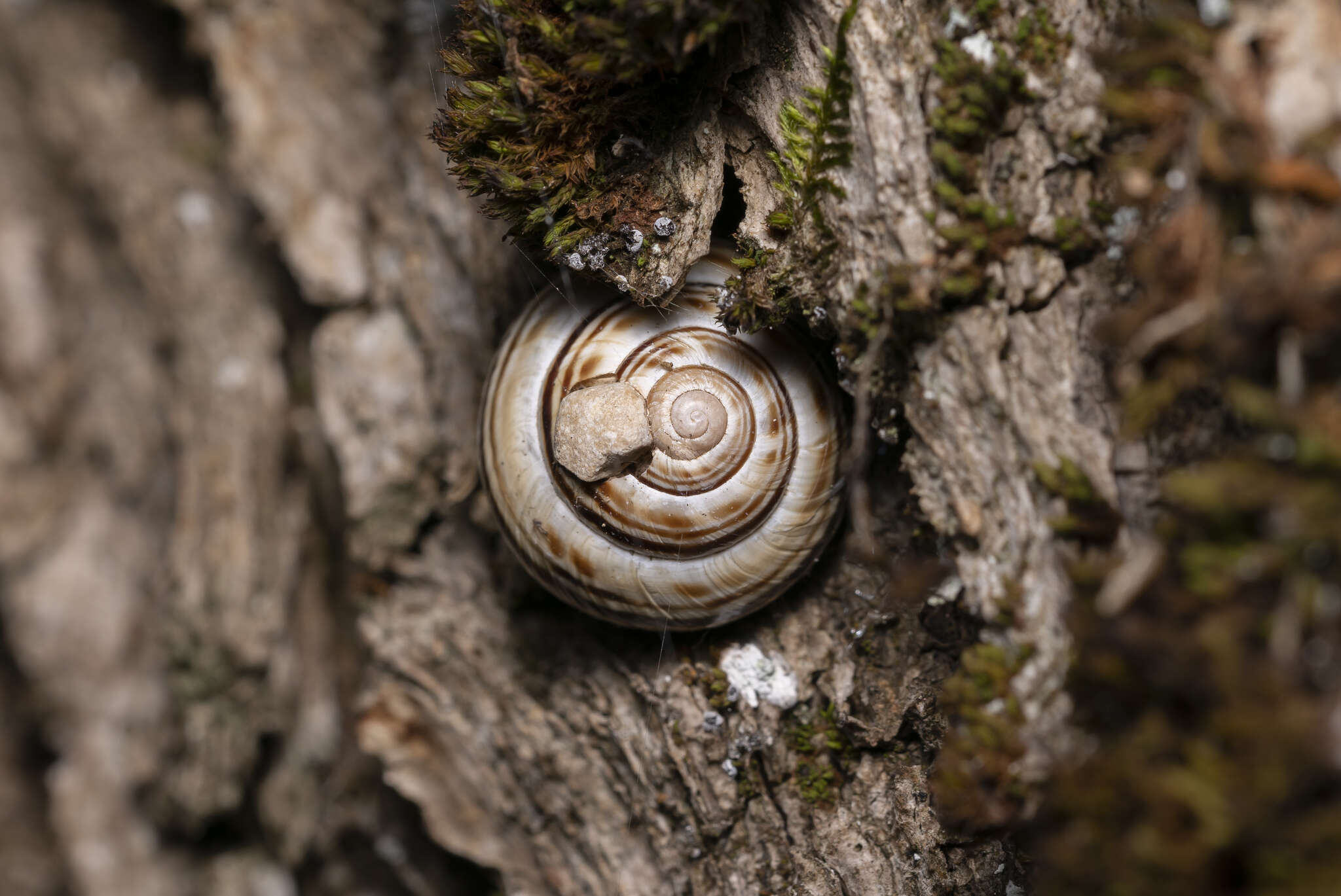 Image of Macularia sylvatica (Draparnaud 1801)