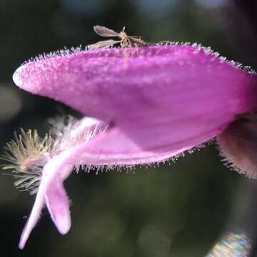 Image of Santa Cruz Mountains beardtongue