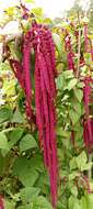 Image of love-lies-bleeding