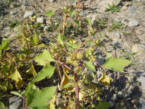 Image of Xanthium orientale subsp. californicum (Greene) Greuter