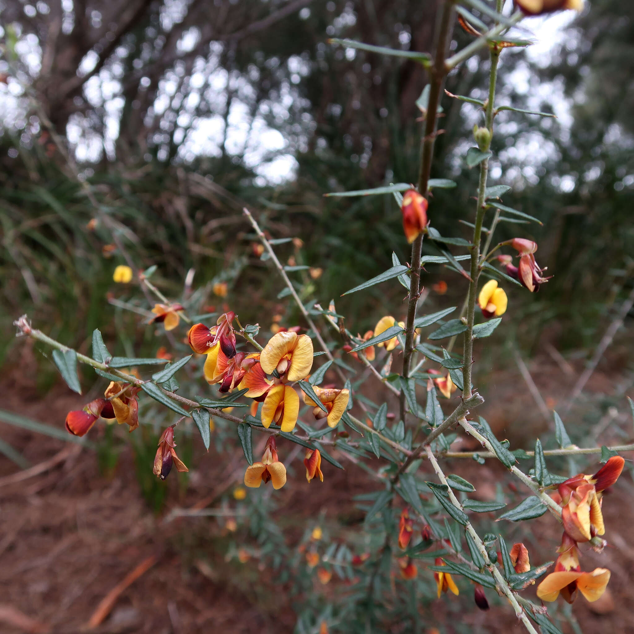 Sivun Bossiaea cinerea R. Br. kuva