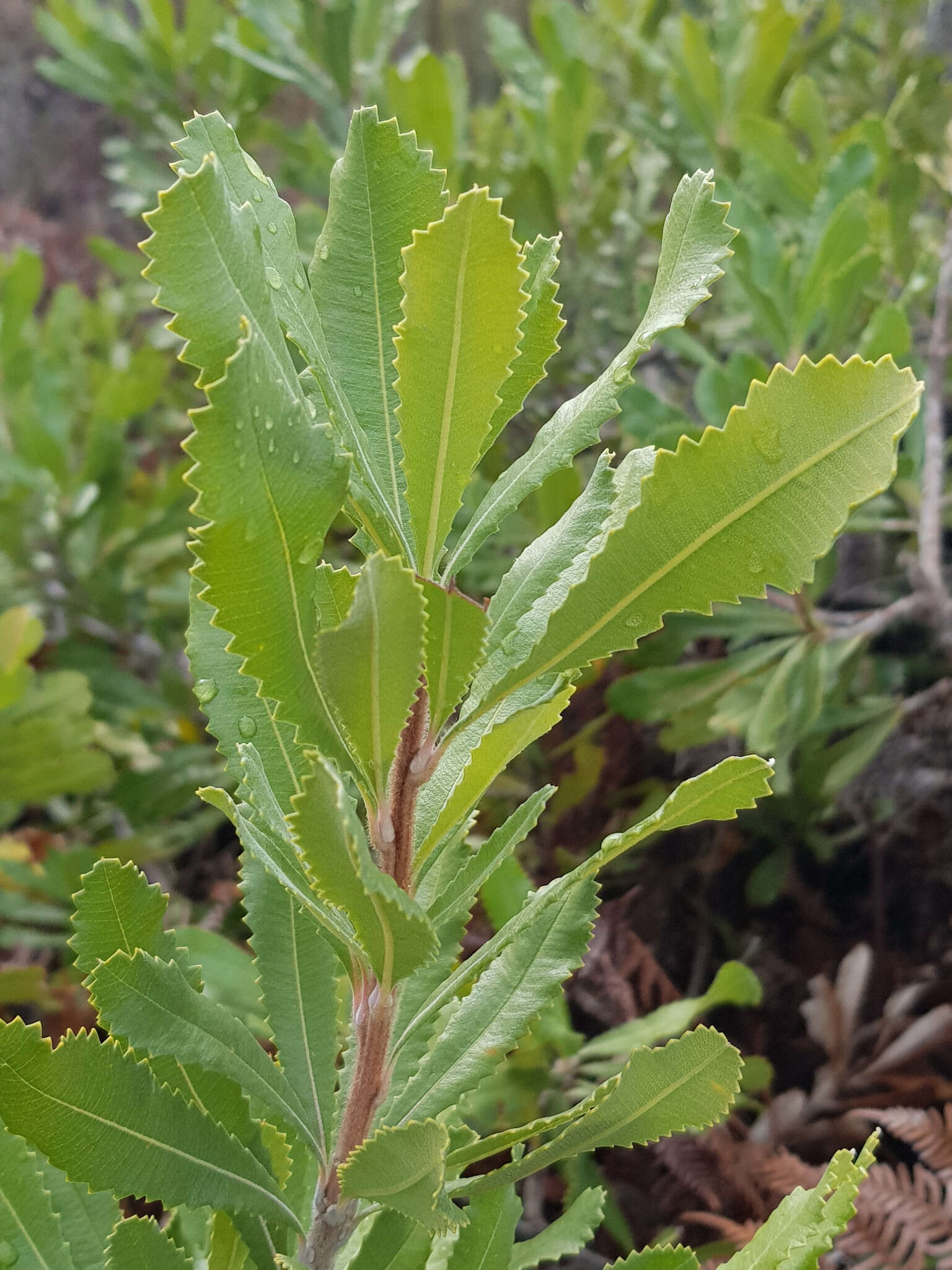 Sivun Banksia ornata F. Müll. ex Meissn. kuva