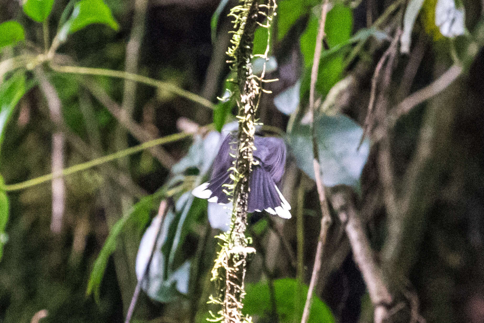 Image of White-tailed Crested Flycatcher