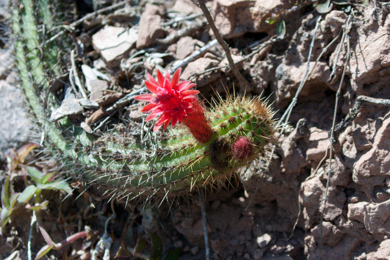 Image of Cleistocactus samaipatanus (Cárdenas) D. R. Hunt