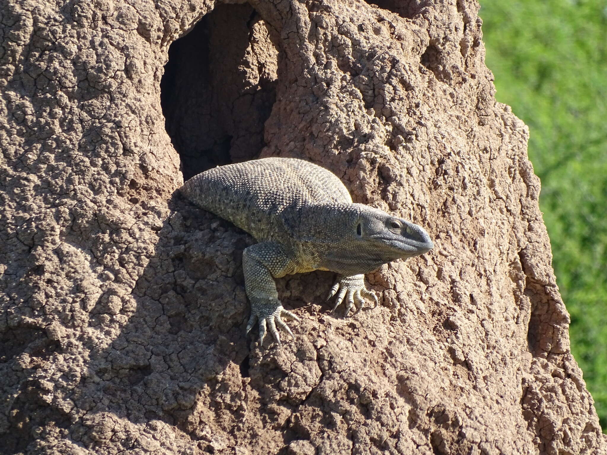 Image of Varanus albigularis angolensis Schmidt 1933