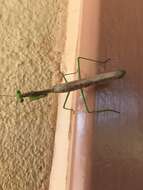 Image of California Mantis