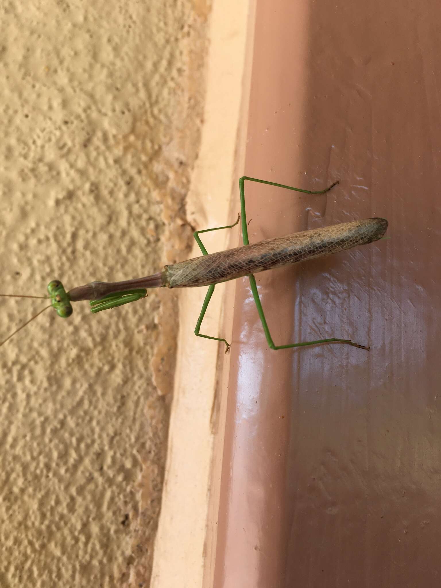 Image of California Mantis